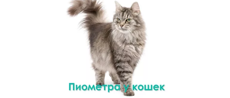 Пиометра матки у кошки