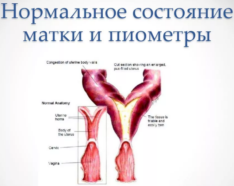 Пиометра матки у кошек, собак