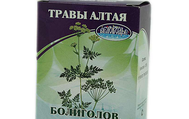 Болиголов