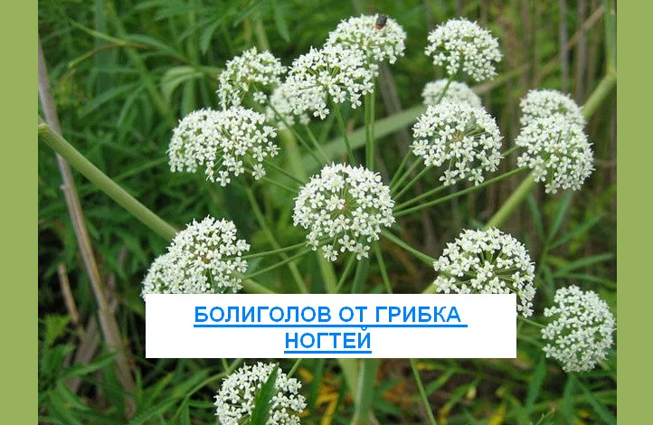 Болиголов от грибка ногтей