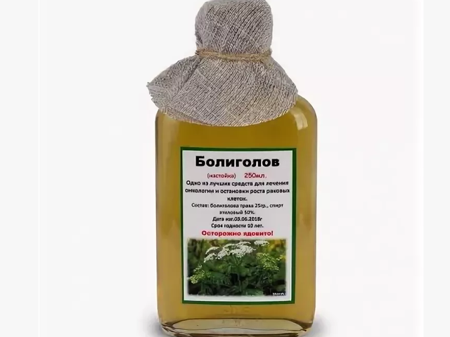 Болиголов настойка: как приготовить в домашних условиях, хранить, применение при онкологии по методике Тищенко, «царская методика», отзывы