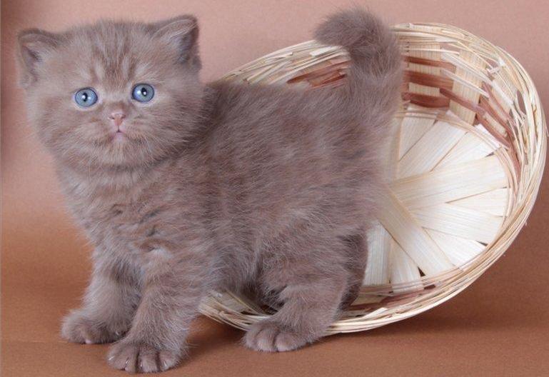 Подросший котенок с давно открытыми глазами
