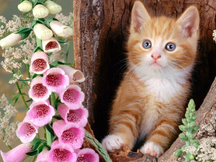Стерилизованный котенок