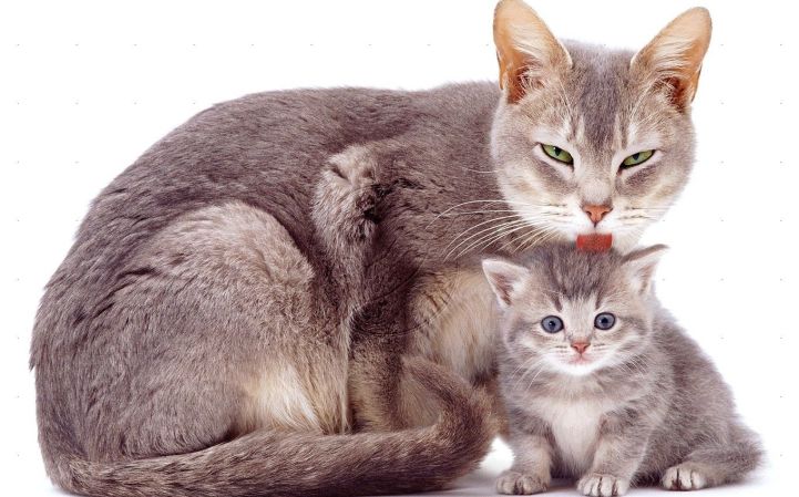 Кошка заботится о котенке
