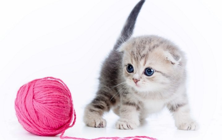 Котенок уже начинает ходить