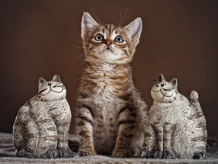 Маленький котенок