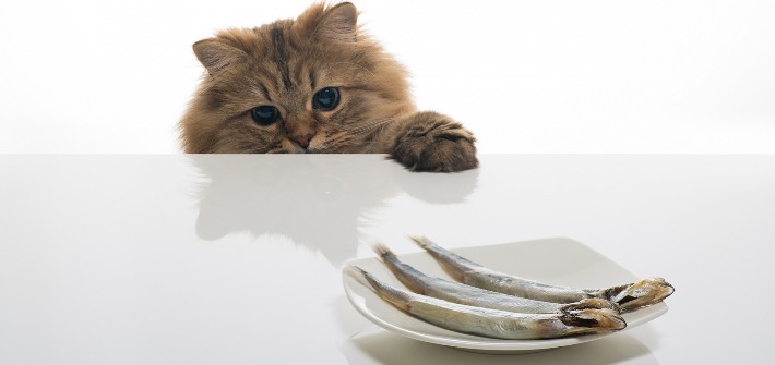 Котенку уже дают рыбу