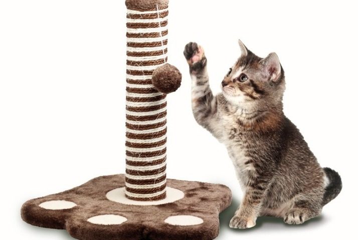 Котенка приучают к когтеточке