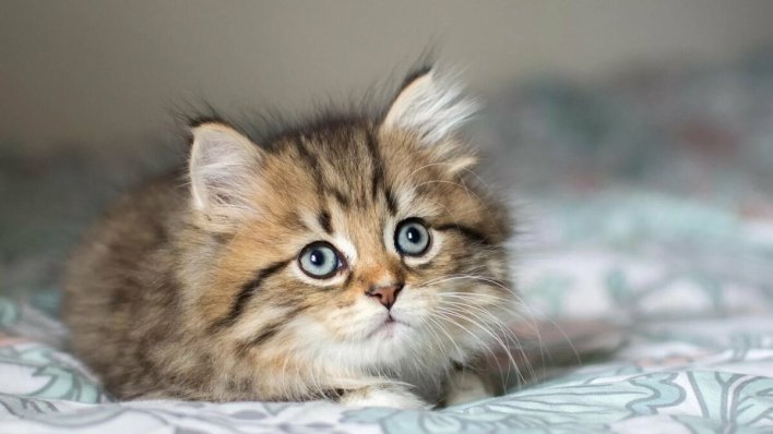Котенок, обработанный от блох