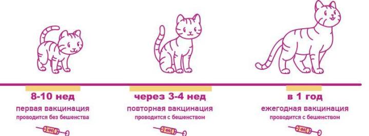 Прививки котятам
