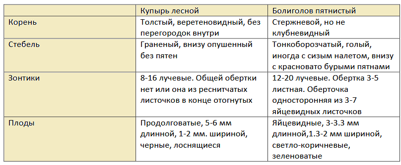 Отличия морковника и болиголова