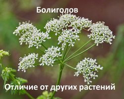 Особые отличия болиголова от похожих по свойствам и внешнему виду растений