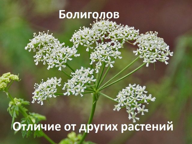 Особые отличия болиголова от похожих по свойствам и внешнему виду растений