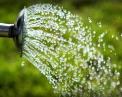 Почему растения не рекомендуется поливать холодной водой? Какие растительные культуры можно поливать холодной водой?