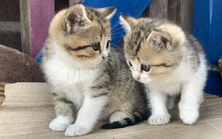 Взяли хорошего бездомного котенка