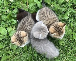 Взяли бездомную собаку, кошку домой с улицы: что делать?