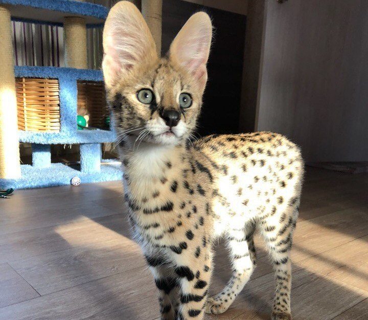 Кошка саванна