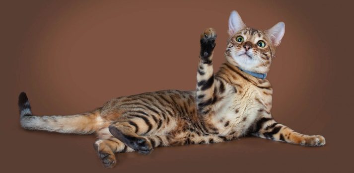 Кошка саванна