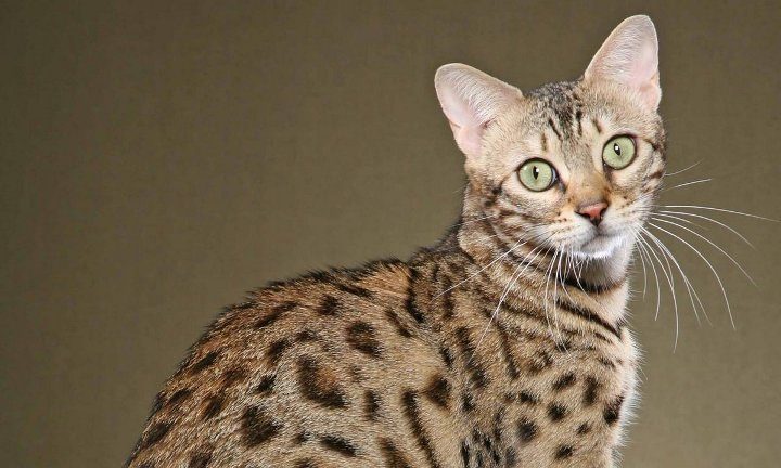 Кошка саванна