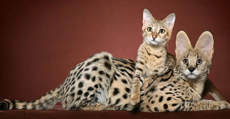 Кошка с котенком саванны