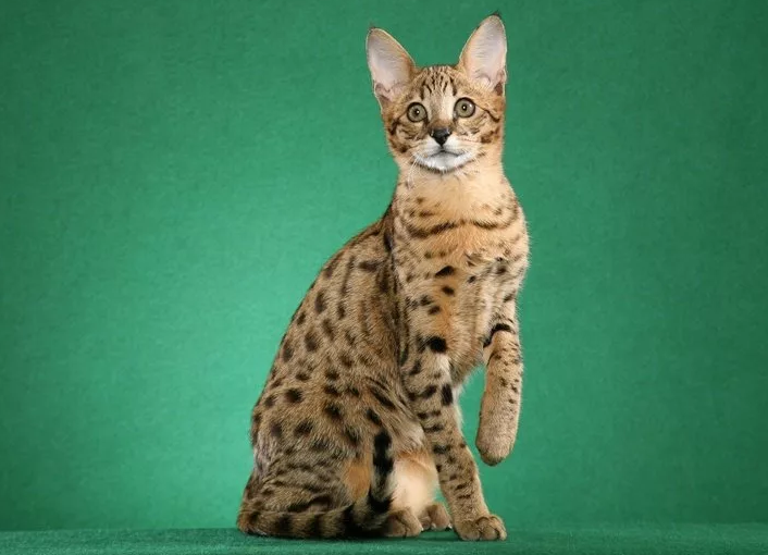 Кошка саванна