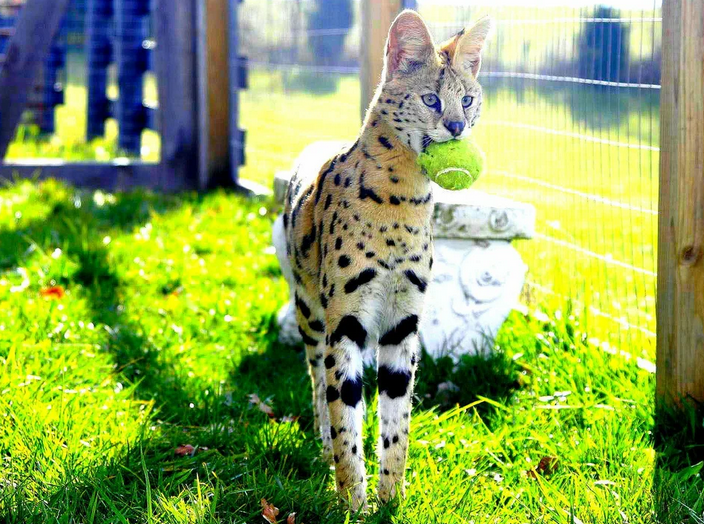 Кошка саванна