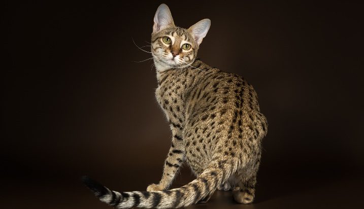 Кошка саванна