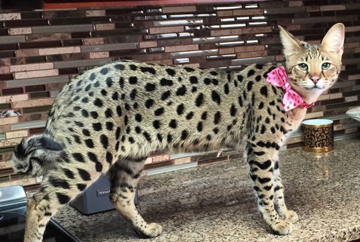 Кошка саванна