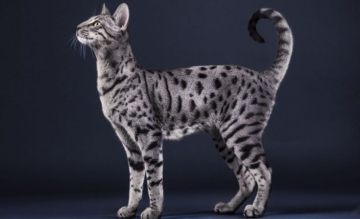 Домашняя кошка саванна