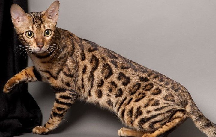 Красивая кошка саванна