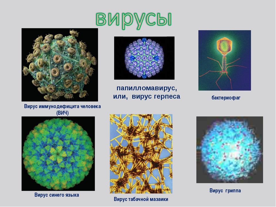 Рисунки вирусов