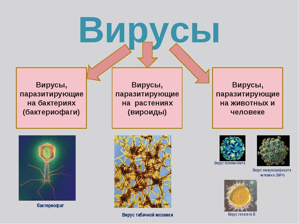 Вирусы