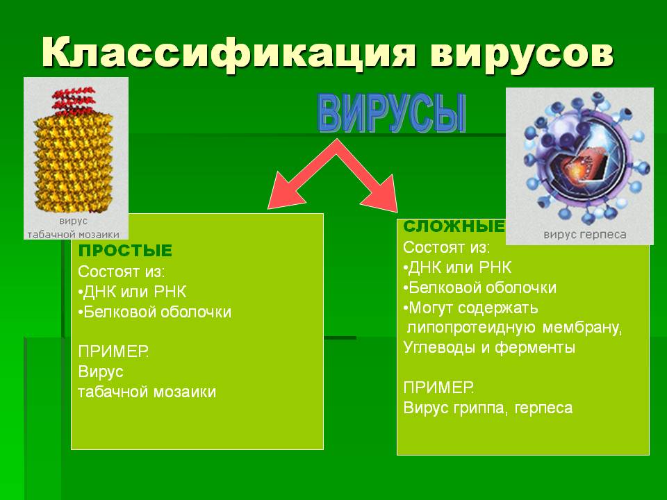 Классификация вирусов