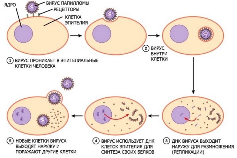 Вирус папилломы