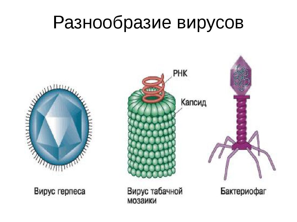 Картинки вирусов