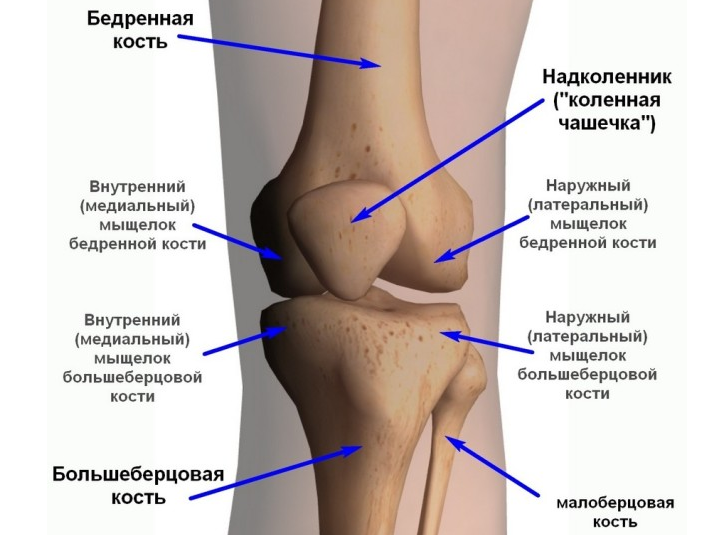 Коленный сустав