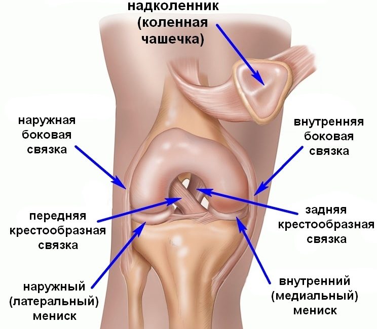 Коленный сустав