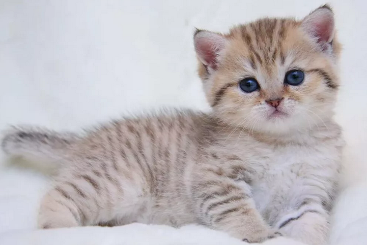 Кошка — популярный домашний питомец