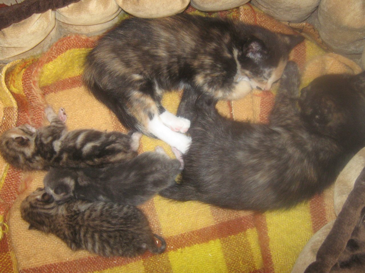 Котята