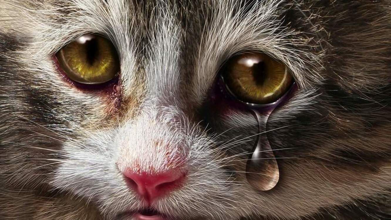 Кошка