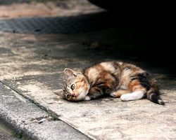 Кошка бросила котят, не хочет кормить. Как и чем кормить новорожденных котят без кошки: рецепты смесей, отзывы