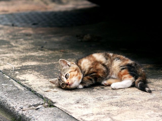 Кошка бросила котят, не хочет кормить. Как и чем кормить новорожденных котят без кошки: рецепты смесей, отзывы