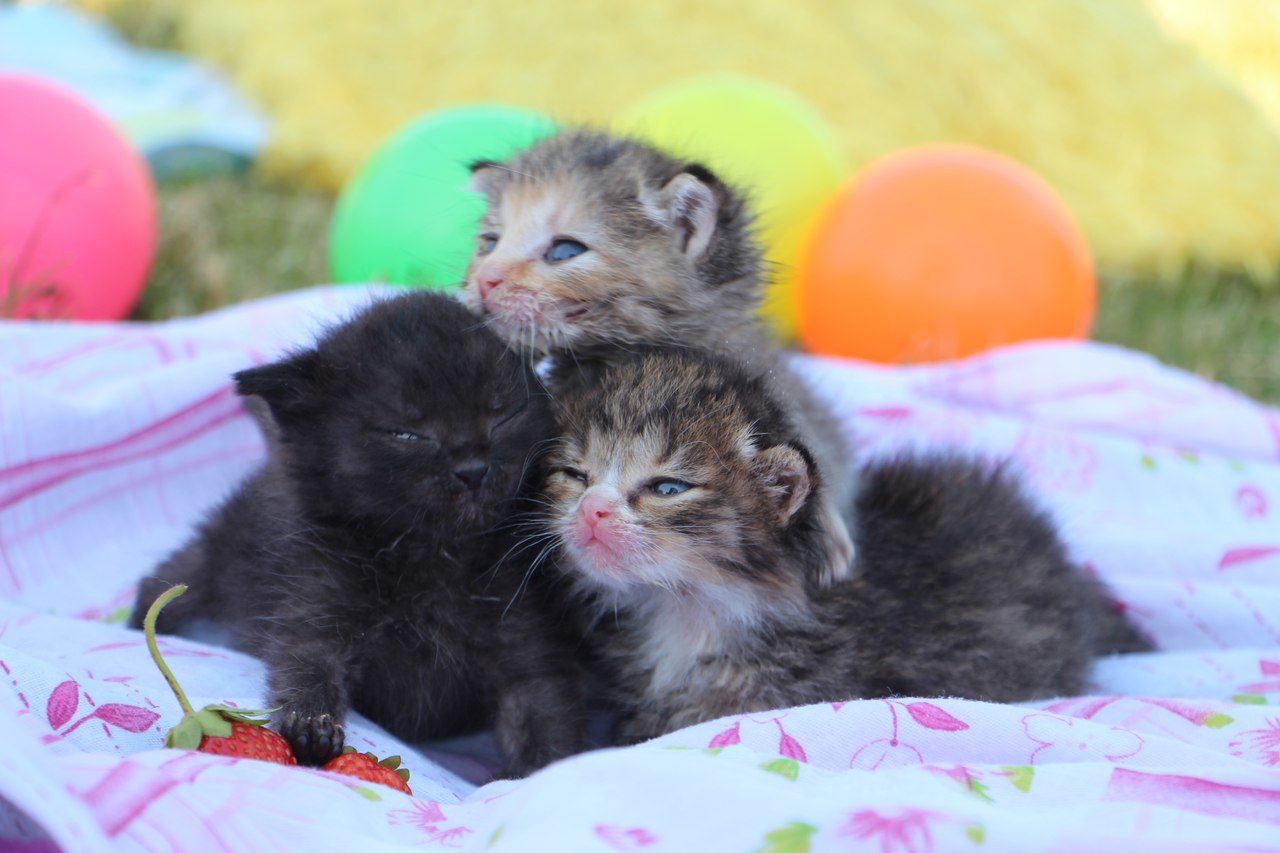Кормление котят