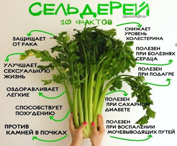 Польза сельдерея