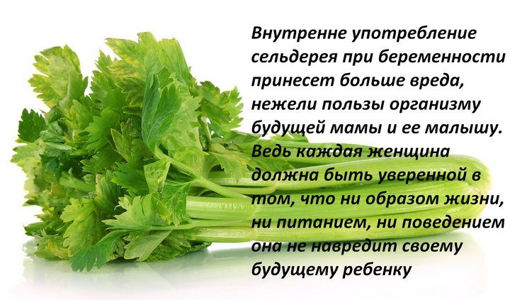 Сельдерей при беременности для женщин