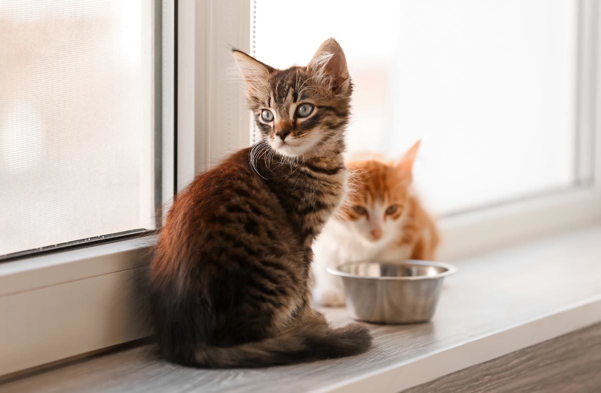 Котята у миски