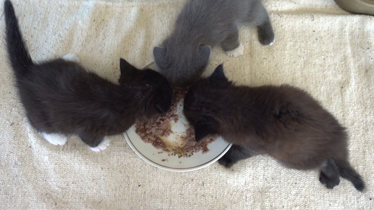 Питание котят в 1 месяц