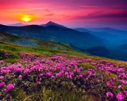 Природа просит защиты: аргументы для эссе, сочинения
