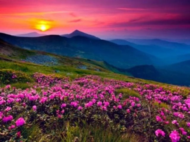 Природа просит защиты: аргументы для эссе, сочинения