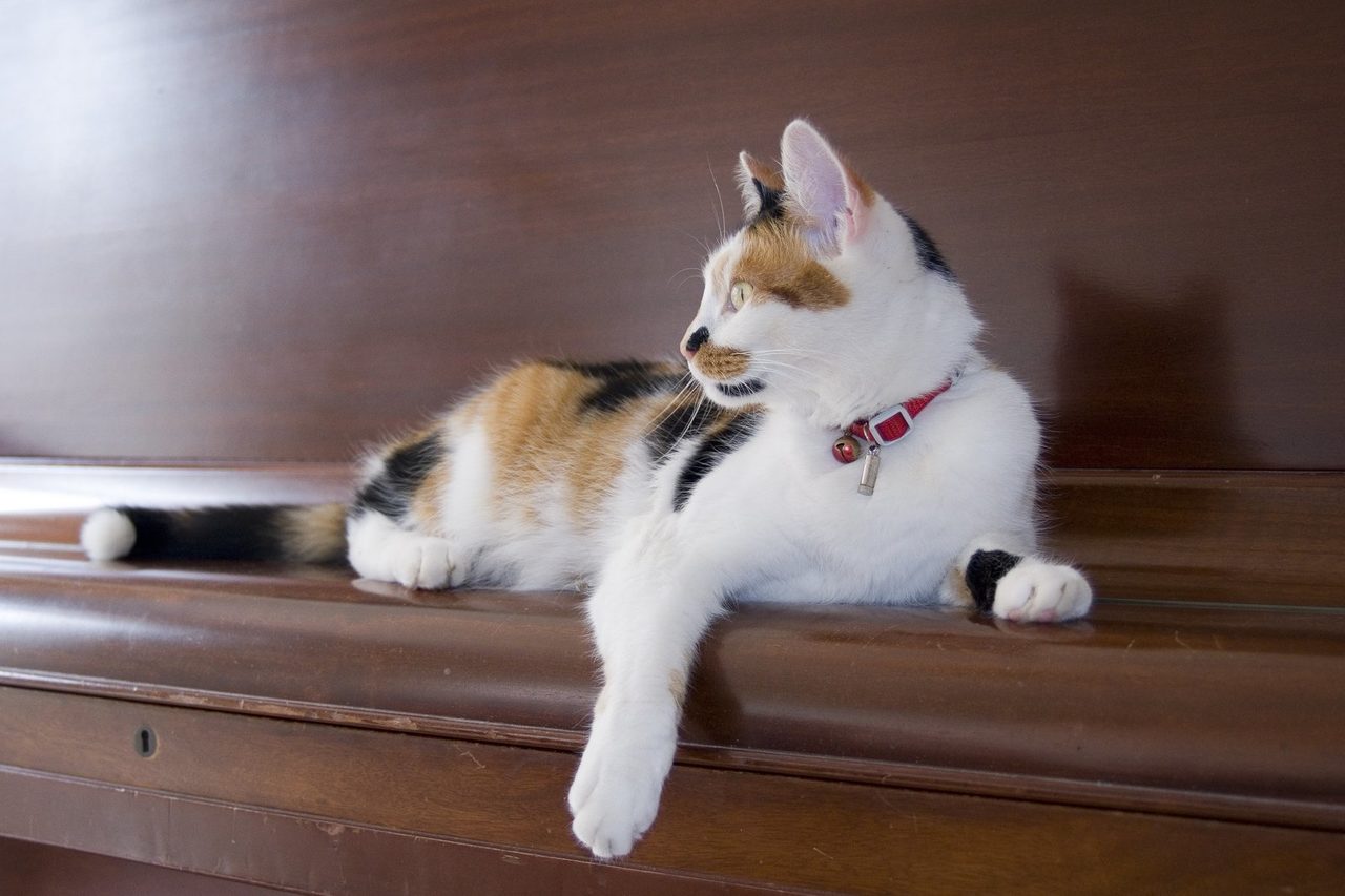 Кошка